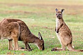 Western grey kangaroo Macropus fuliginosus, on Kangaroo Island in the Flinders Chase National Park Kangaroo Island is the third largest island of Australia and famous for the national parks and their wildlife Australia, South Australia