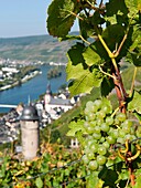 Grapes on vines in vineyard above Zell village on River Mosel in Germany