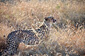 Acinonyx jubatus Cheetah, Serengeti National Park, Tanzania