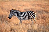 Zebra, Serengeti National Park, Tanzania