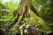 giant roots of a tree in the rainforest of Arenal Volcano National Park near La Fortuna, Costa Rica, Central America