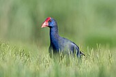 Purple swamphen , Porphyrio porphyrio, Valencia, Spain