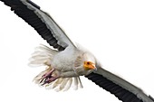 Egyptian Vulture, Neophron percnopterus, in flight at Ordesa and monte perdido national park, Huesca Province, Aragon, Pyrenees, Spain