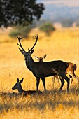 cervus elaphus in cabañeros national park