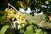 Italy, Farra di Soligo, vineyards of prosecco