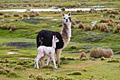 Bolivia, Tomarapi, alpacas grazing.