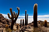 Bolivia, Salar de Uyuni, Isla de Cactus.