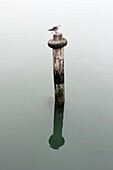 Seagull perching on wooden post, Morro Bay, California, USA