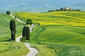 Path with cypress trees lead to farmhouse, Pienza, Val d´ Orcia, Tuscany, Italy