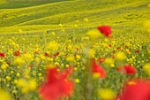Corn poppies, Papaver rhoeas in yellow blooming field in spring, Ville di Corsano, Arbia valley, Tuscany, Italy
