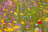 Blooming meadow in summer, Franconia, Bavaria, Germany