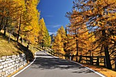 Mountain road with larch tree in autumn, Albulapass, Grisons, Alps, Switzerland