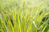 Dew Drops on Grass, Spring Meadow, Spessart, Bavaria, Germany