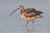 Long-billed Curlew Numenius americanus puffing its feathers at Fort Desoto Park, Tierra Verde, Florida, USA