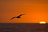 Seagull flying silhouetted aganist orange sunset sky with sun on Gulf of Mexico horizon
