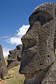 Moai in various stages of completion littered around the hillside of Rano Raraku also known as the moai nursery