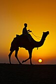 Silhouette of man and camel sunrise Thar Desert near Khuri Rajasthan India