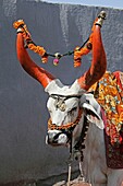 A decorated holy bull Nandi bull  Pune, India