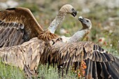 Griffon vulture gyps fulvus,fight  Aragon, Spain