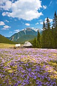 Chocholowska Valley, Tatra National Park, Poland, Europe