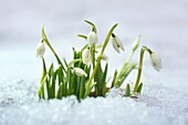 Snowdrops in the snow, Poland, Europe