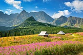 Gasienicowa Valley, Tatra National Park, Poland, Europe