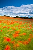 England  Northumberland, Corbridge  Poppies growing in a commercial poppy / wild-flower seed field in Northumberland