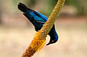 Cape Glossy starling Lamprotornis nitens, on the Skirt aloe Aloe alooides, Kruger National Park, South Africa