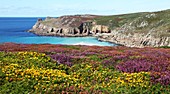 Looking over the Gorse and Heather towards the sea, rocks and caves at Nanjizal or Mill Bay a Cornish cove, Cornwall, West Country, England, UK