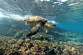 Close encounter with a green sea turtle at Makena, Maui, Hawaii
