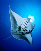 manta ray feeding on plankton, Manta birostris, Kona Coast, Big Island, Hawaii, USA, Pacific Ocean, digital composite