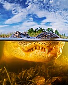 American alligator, Alligator mississippiensis, Everglades National Park, Florida
