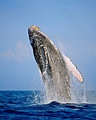 humpback whale, Megaptera novaeangliae, breaching, Hawaii, USA, Pacific Ocean