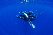 humpback whales, Megaptera novaeangliae, mother and calf, Hawaii, USA, Pacific Ocean