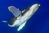 humpback whale, Megaptera novaeangliae, Hawaii, USA, Pacific Ocean