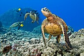 green sea turtles, Chelonia mydas, endangered species, being cleaned by yellow tangs, Zebrasoma flavescens, and gold-ring surgeonfish, Ctenochaetus strigosus, Kona Coast, Big Island, Hawaii, USA, Pacific Ocean