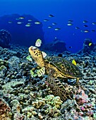 green sea turtle, Chelonia mydas, being cleaned by convict tang, Acanthurus triostegus, and gold-ring surgeonfish, Ctenochaetus strigosus, Kona, Big Island, Hawaii, Pacific Ocean