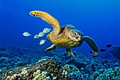 green sea turtle, Chelonia mydas, endangered species, with cleaning reef fish - convict tang, Acanthurus triostegus, and gold-ring surgeonfish, Ctenochaetus strigosus, Kona Coast, Big Island, Hawaii, USA, Pacific Ocean