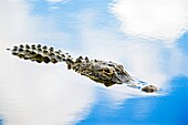 American alligator, Alligator mississippiensis, and clouds reflection, Everglades National Park, Florida, USA