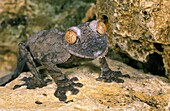 Leaf-Tailed Gecko, uroplatus fimbriatus, Adult