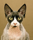 Devon Rex Domestic Cat, Portrait of Adult