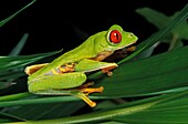 Red Eyed Tree Frog, agalychnis callidryas, Adult standing on Leaf