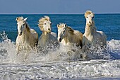 Camargue Horses, Herd Galloping on the Beach, Saintes Marie de la Mer in the South of France