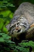 Manul or Pallas´s Cat, otocolobus manul, Adult Snarling