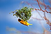 Southern Masked-weaver, ploceus velatus, Male working on Nest, Namibia