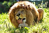 African Lion, panthera leo, Male licking its Paw
