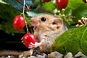 Common Dormouse, muscardinus avellanarius, Adult Eating Berry, Normandy