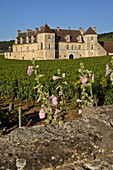 Grapevines At The Chateau Du Clos Vougeot, Seat Of The Brotherhood Of The Chevaliers Du Tastevin, The Great Burgundy Wine Road, Vougeot, Cote D'Or (21), France