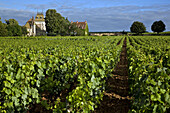 Corton Andre Chateau And Vineyards, The Great Burgundy Wine Road, Aloxe-Corton, Cote D’Or (21), France