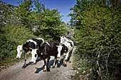 Farmer On Horseback With His Herd Of Cows, Hinterland Around Lake Skadar (Skadarsko Jezero), Montenegro, Europe